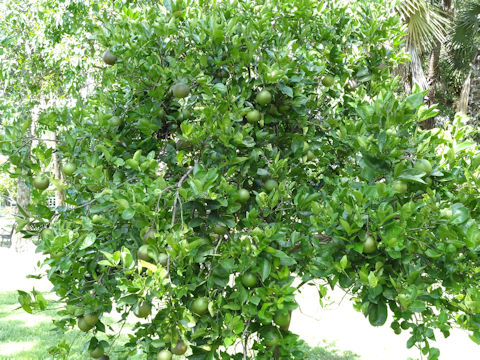 Citrus sinensis cv. Valencia