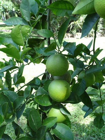 Citrus sinensis cv. Valencia