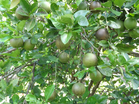 Citrus sinensis cv. Valencia