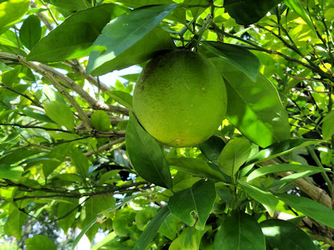 Citrus sinensis cv. Blood orange