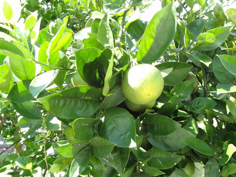 Citrus sinensis cv. Valencia