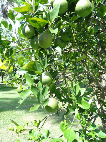 Citrus sinensis cv. Valencia