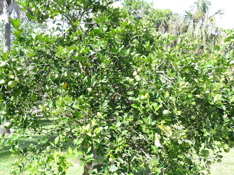 Citrus sinensis cv. Valencia
