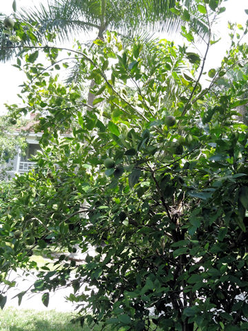 Citrus sinensis cv. Hamlin