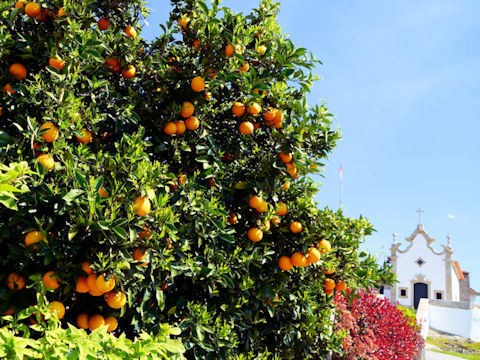 Citrus sinensis