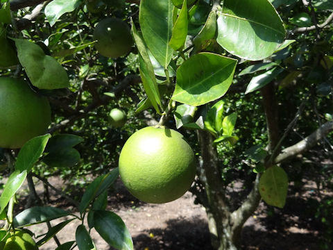 Citrus sinensis cv. Hamlin