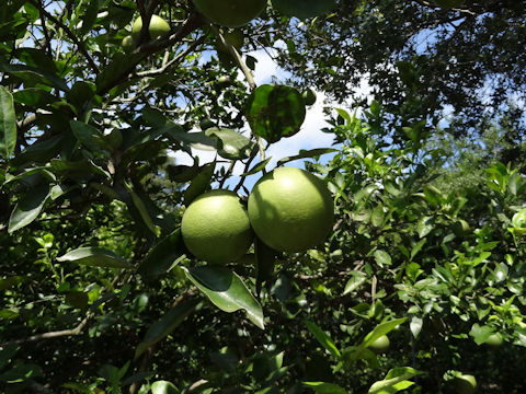 Citrus sinensis cv. Hamlin