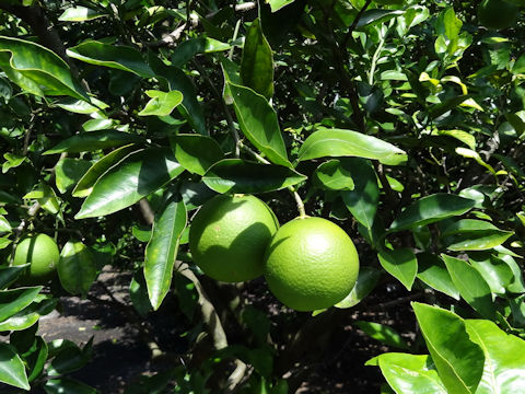 Citrus sinensis cv. Parson Brown