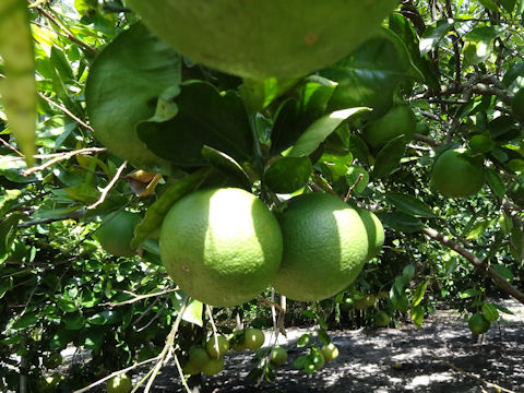 Citrus sinensis cv. Roble