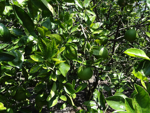 Citrus sinensis cv. Roble