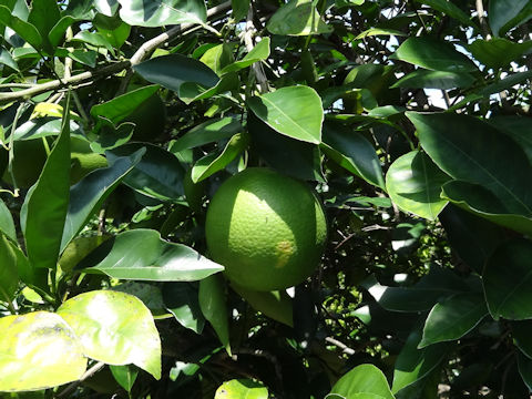 Citrus sinensis cv. Pineapple