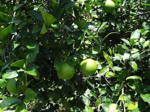 Citrus sinensis cv. Pineapple