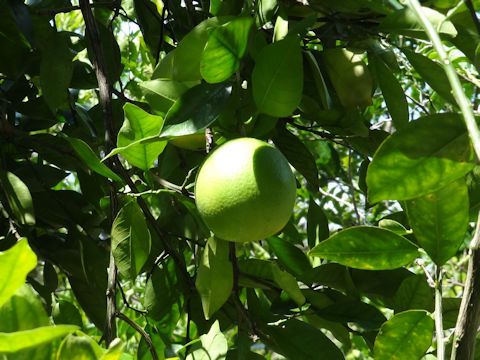 Citrus sinensis cv. Cara Cara