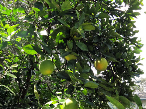 Citrus sinensis cv. Cara Cara