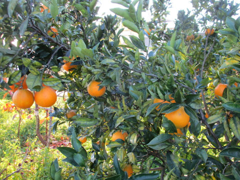 Citrus sinensis