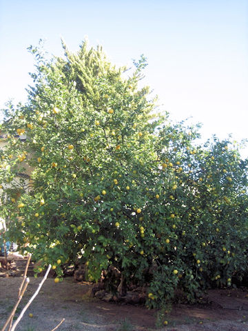 Citrus sinensis