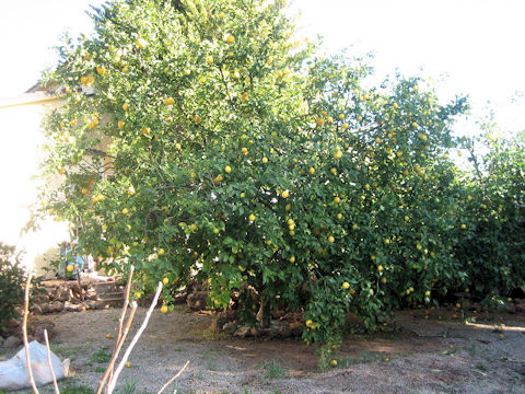 Citrus sinensis