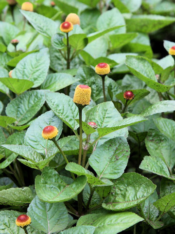 Spilanthes acmella