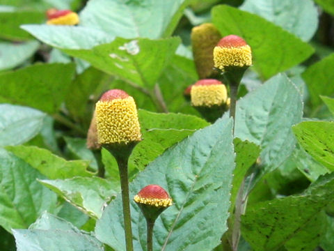 Spilanthes acmella