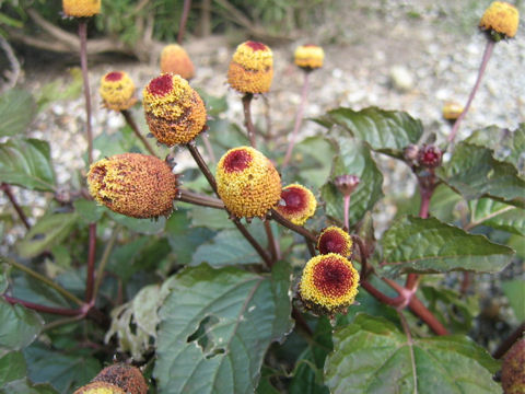 Spilanthes acmella