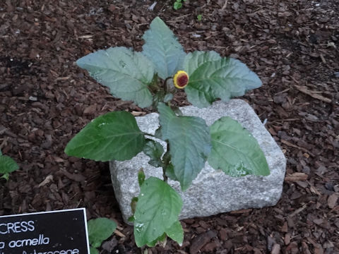 Spilanthes acmella