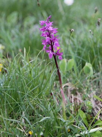 Orchis mascula