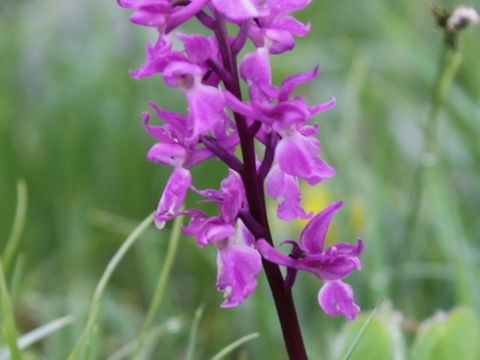 Orchis mascula