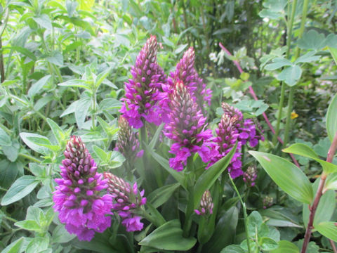 Orchis mascula