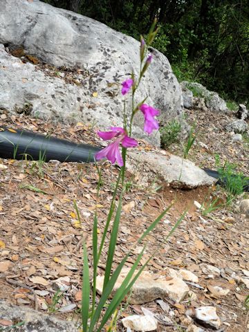 Orchis palustris