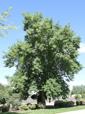 Fraxinus latifolia