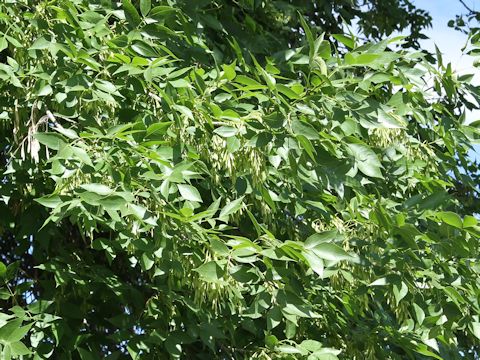 Fraxinus latifolia