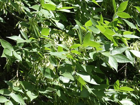 Fraxinus latifolia