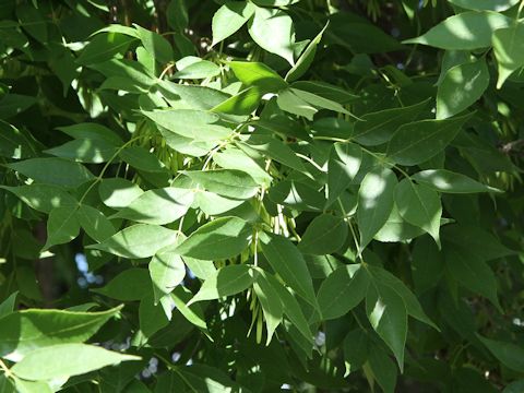 Fraxinus latifolia