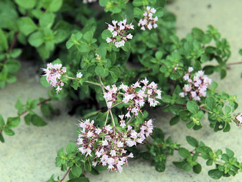 Origanum vulgare