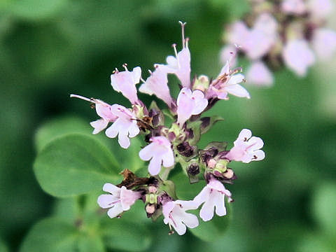 Origanum vulgare