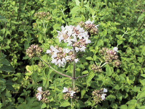 Origanum vulgare