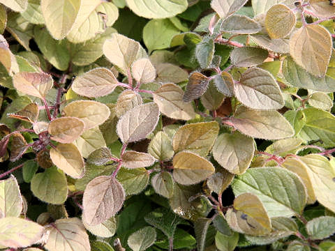 Origanum vulgare