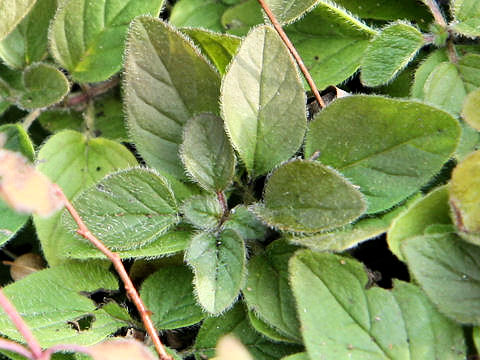 Origanum vulgare