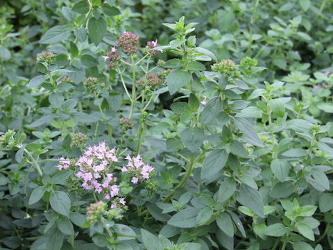 Origanum vulgare