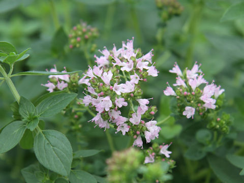 Origanum vulgare