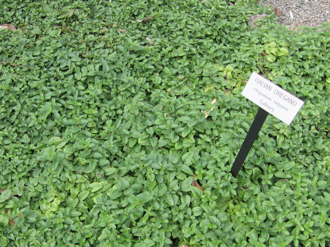 Origanum vulgare