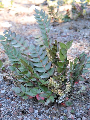 Mahonia aquifolium