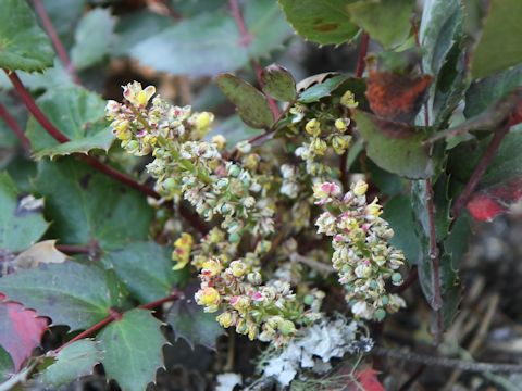 Mahonia aquifolium