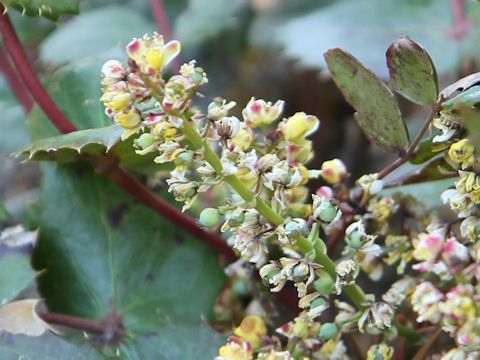 Mahonia aquifolium