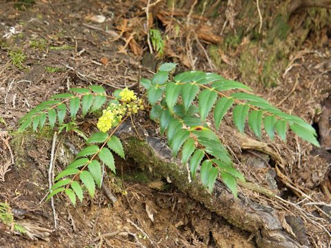 Mahonia aquifolium