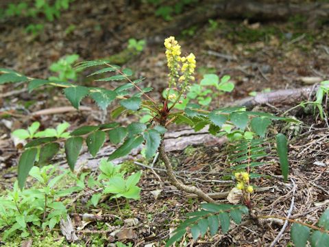 Mahonia aquifolium