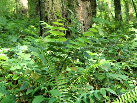 Mahonia aquifolium