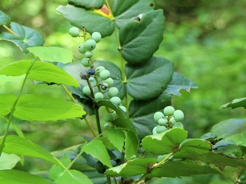 Mahonia aquifolium