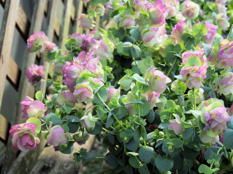 Origanum cv. Kent Beauty