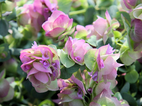 Origanum cv. Kent Beauty